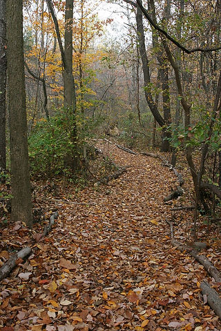 Fall trail at Kimball Preserve. Photo By John Meyland