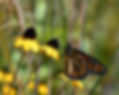 Monarch on prairie coneflower.jpg