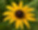 black eyed Susan.jpg