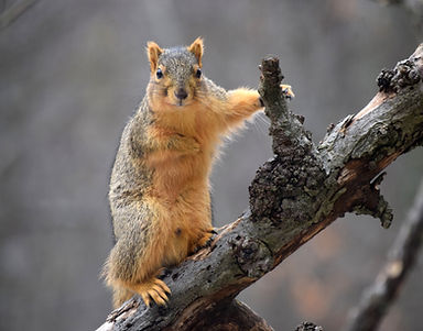 Fox squirrel.jpg