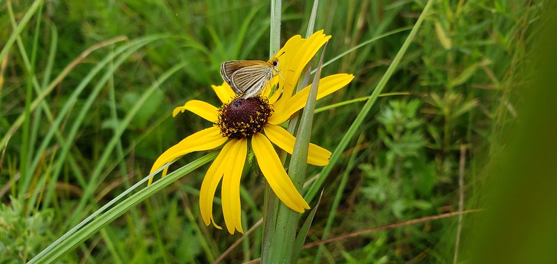 Their sensitivity to habitat quality makes them a critical signal that prairie fen ecosystems are intact—or under threat