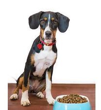 dog food.JPG
