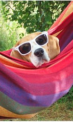 dog hammock.JPG