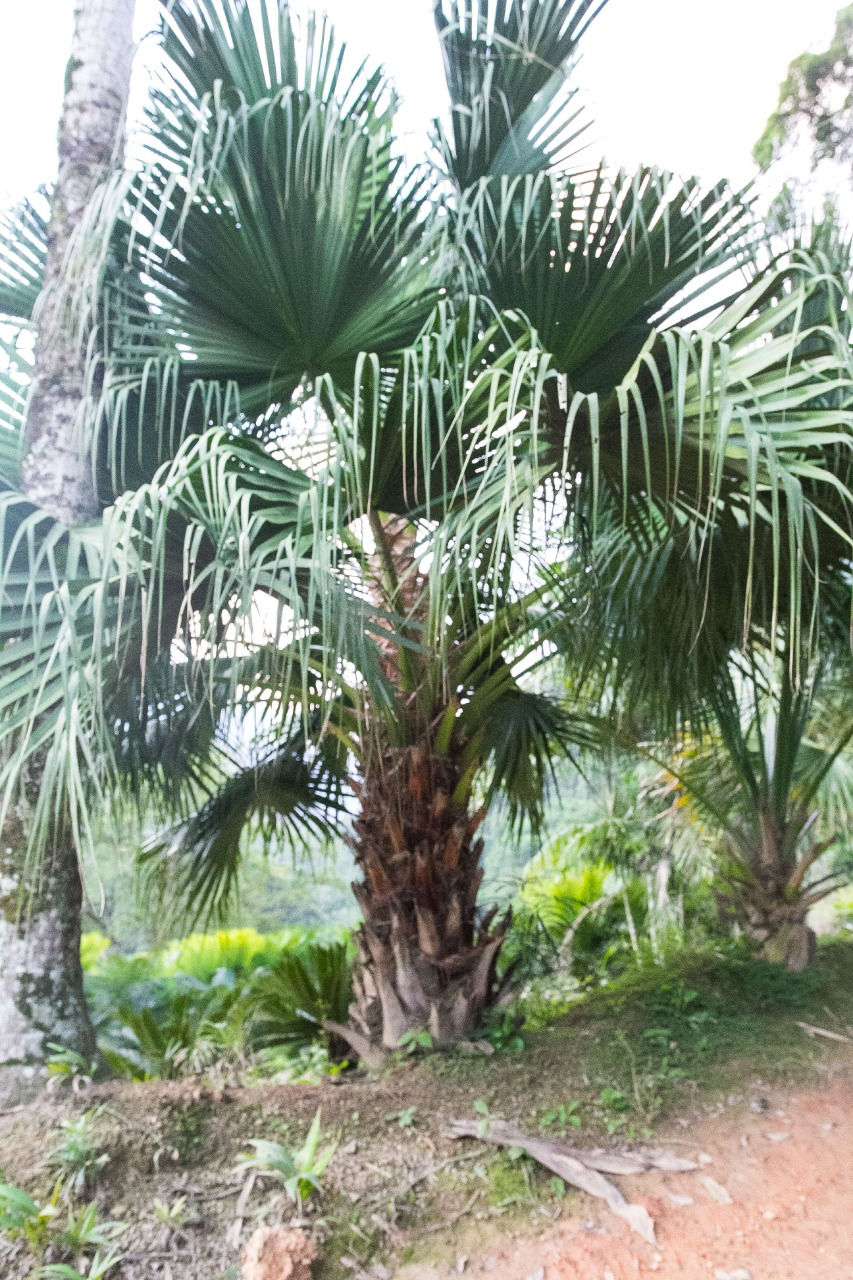 Washingtonia