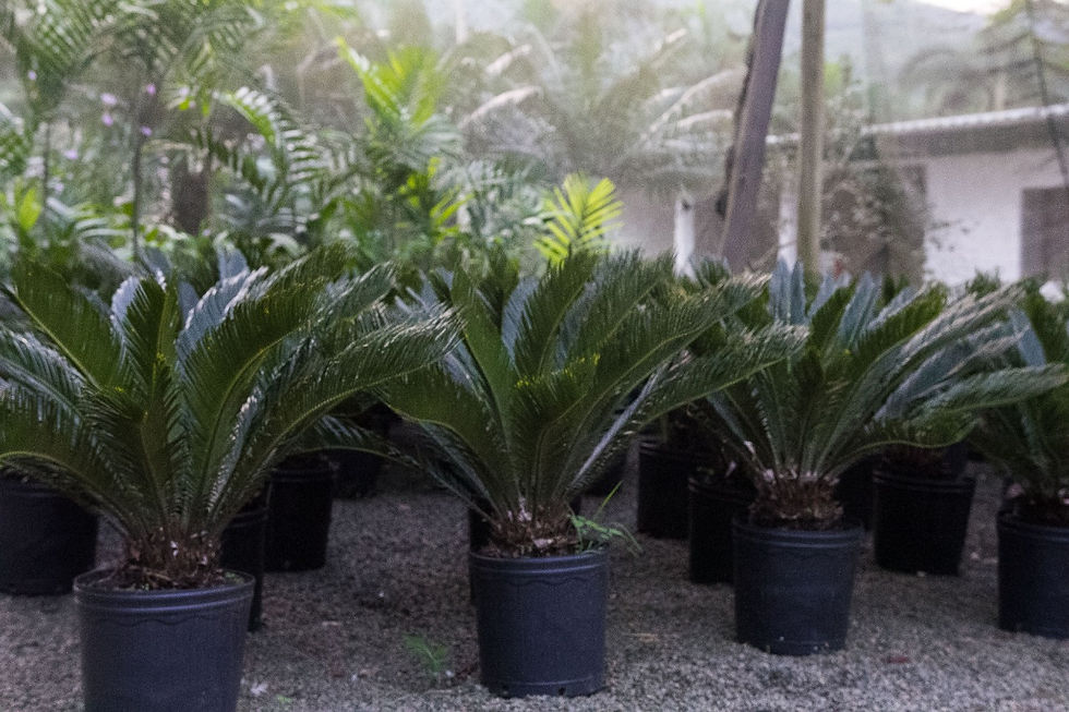 Cica Revoluta
