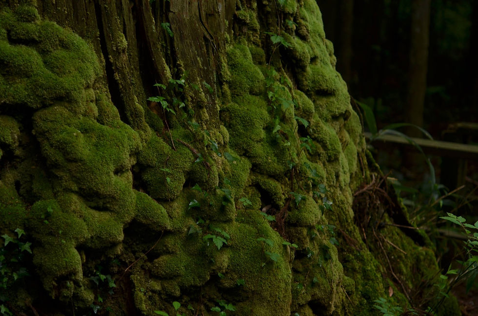 滑の三本杉へ。苔に感動✳︎
