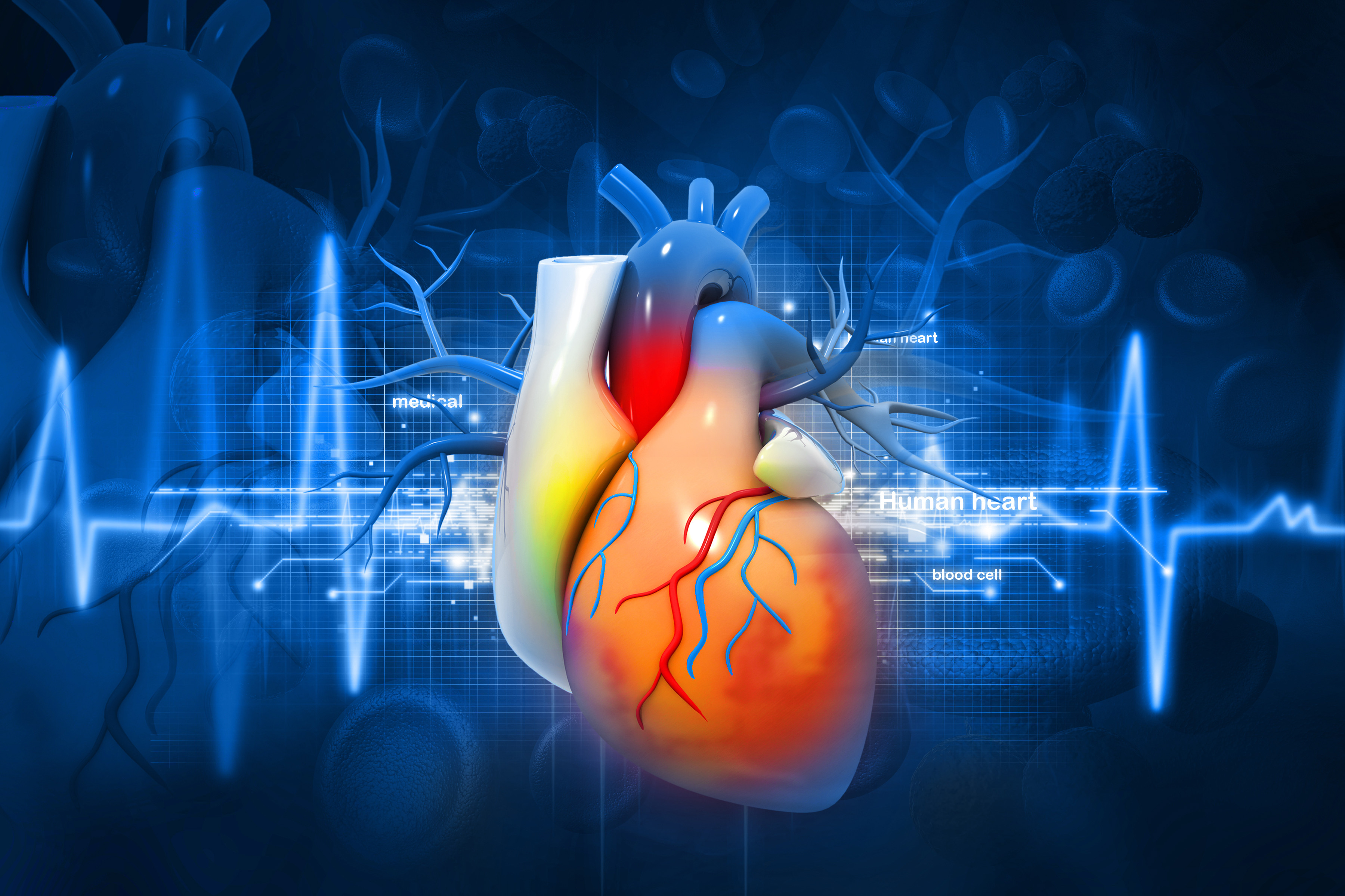 FISIOLOGIA DO SISTEMA CARDIOVASCULAR FISIOLOGIA DO SISTEMA CARDIOVASCULAR