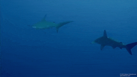 Ocean GIF.gif
