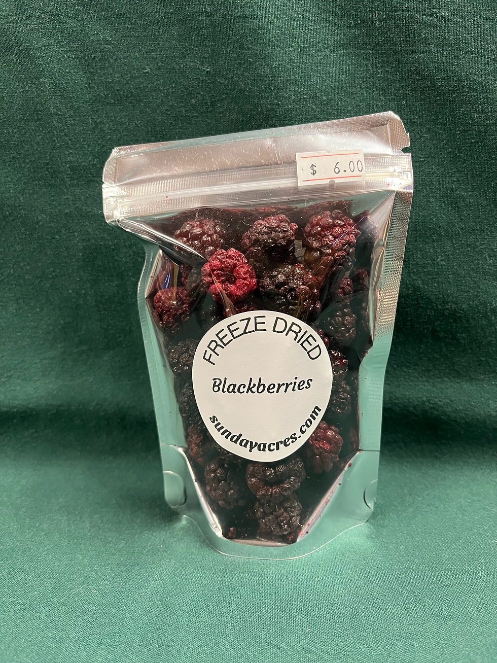 Freeze Dried - Blackberries (Small)
