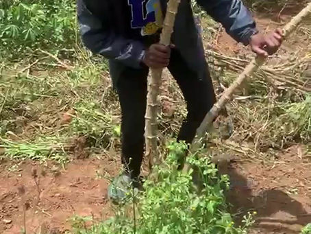 Cassava and Coffee!!!