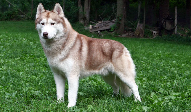 Alaska
