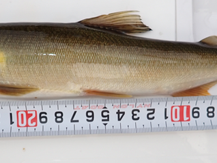 　　まだまだ釣れています。