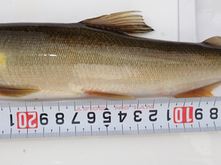 　　まだまだ釣れています。