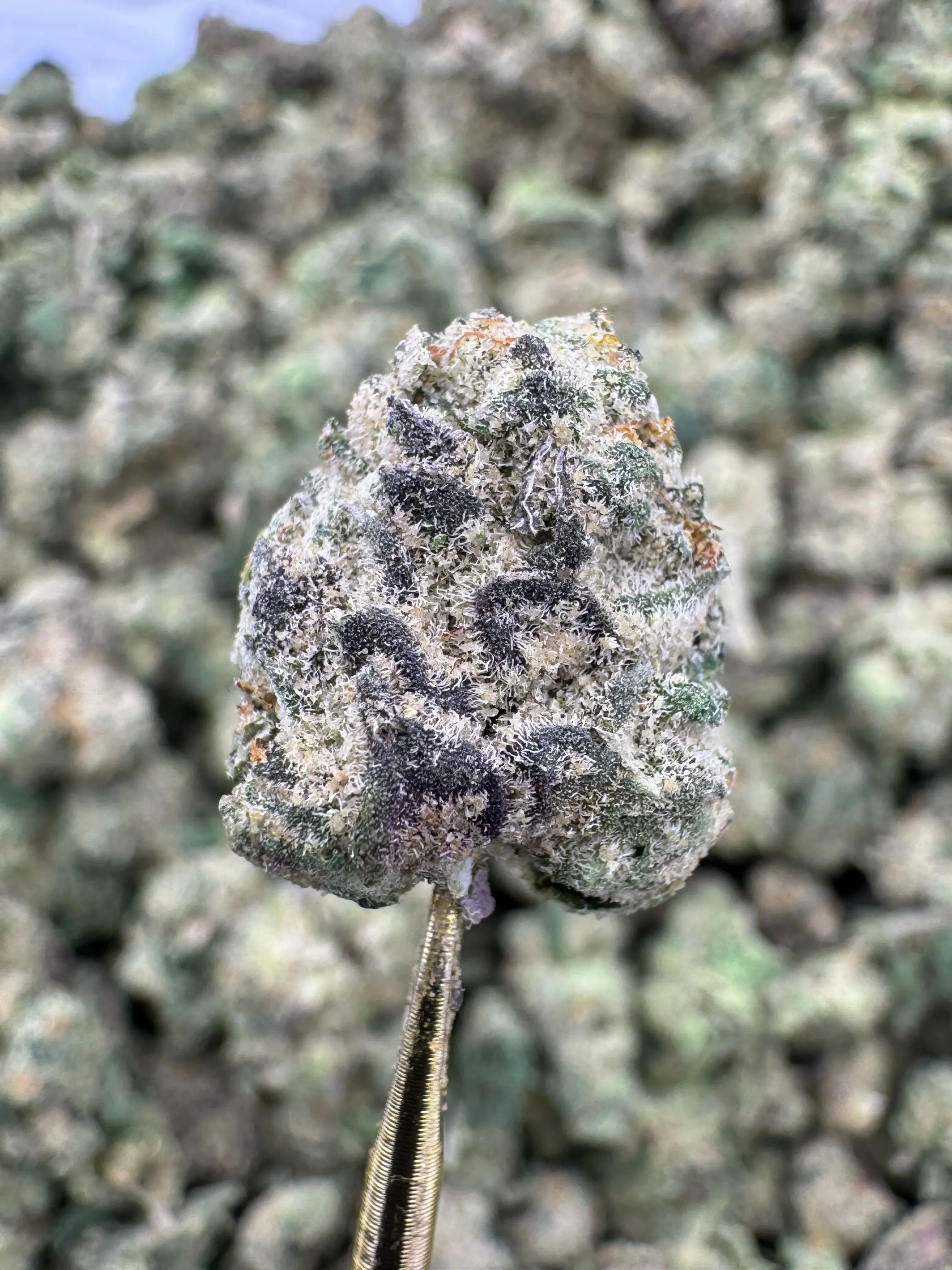 Venom OG - Indica - EXOTIC