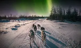 dog sledding.webp