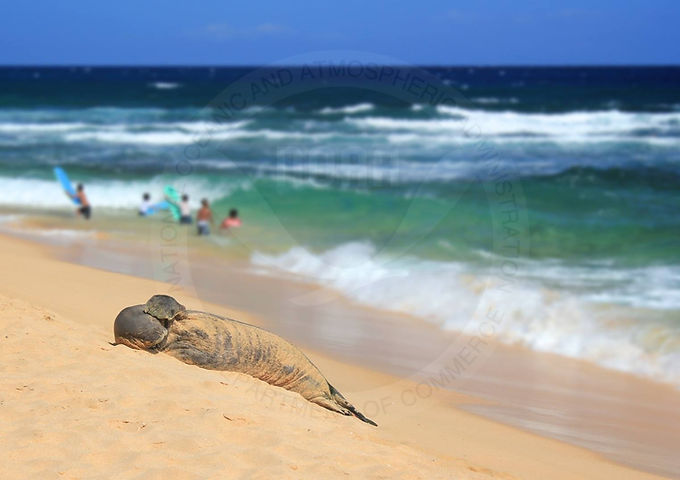 sealNOAA.jpeg