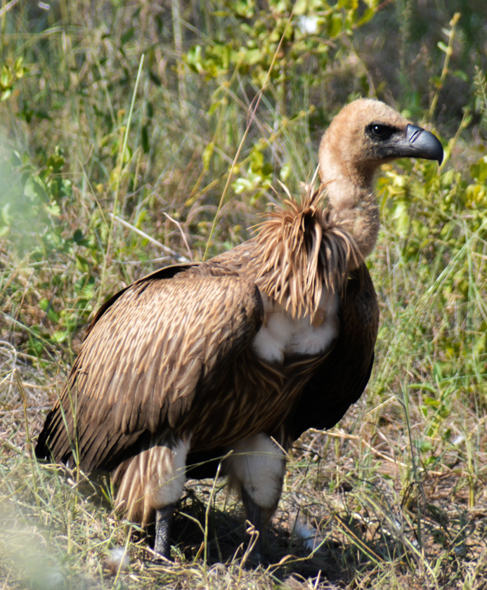 Voltage and Vultures: how a shocking threat is causing their decline