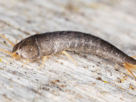 What are the signs that you need Abbotsford silverfish control services?
