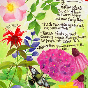 Why Native Plants