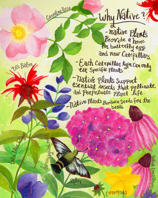 floral editorial illustration. Native plants and why it's good to plant them, editorial.