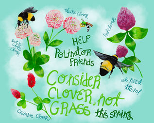 Editorial illustration advocating the planting of clover for pollinators.