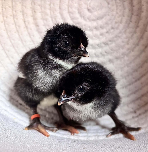 Chicks4.jfif