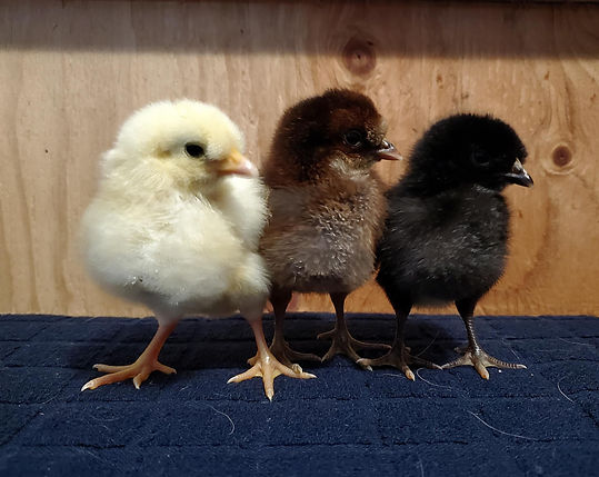 Shetland Chicks 1.jfif