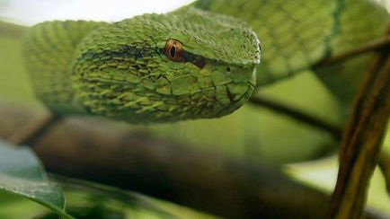 "Wild Filippine": Un fragile paradiso