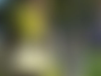 "Shrek": stasera su Italia Uno