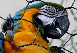 "Un giorno in pretura": Le maldicenze di un pappagallo