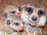 "24/7 Wild": Storia di una suricata