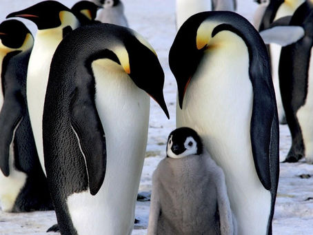 "Animali genitori eccezionali": Le sfide di un genitore single