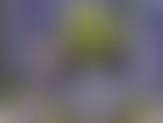 "Shrek": stasera su Italia Uno