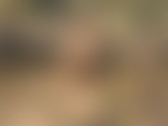 "Wild Australia": Tra foreste e paludi