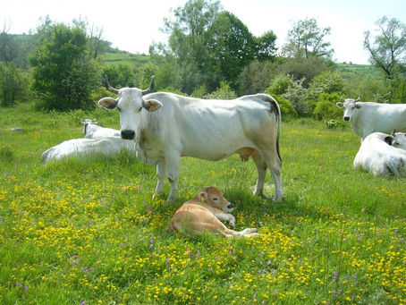 "Melaverde": ogni domenica su Canale Cinque
