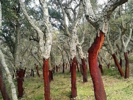 "Passaggio a Nord Ovest" alla scoperta delle foreste di sughero