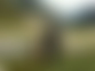 "Il richiamo della foresta": stasera su Italia Uno