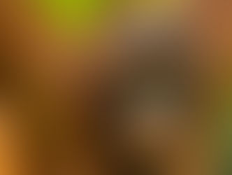 "Wild School": la classe degli oranghi