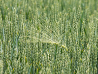 "Melaverde": ogni domenica su Canale Cinque