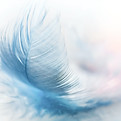 Feather_edited.jpg