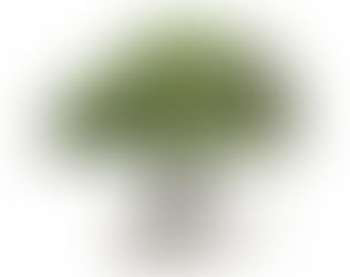 The Tree of Life in Dance Psychology: A Tool for Identity and Healing