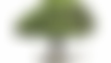 The Tree of Life in Dance Psychology: A Tool for Identity and Healing