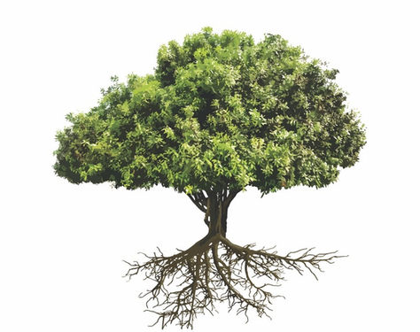 The Tree of Life in Dance Psychology: A Tool for Identity and Healing