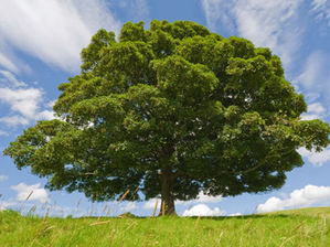 The Tree of Life: A Therapeutic Strengths-Based Activity 
