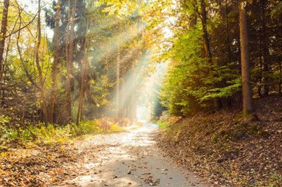 Image description: Sunlight filters through the trees, illuminating a path through the woods.