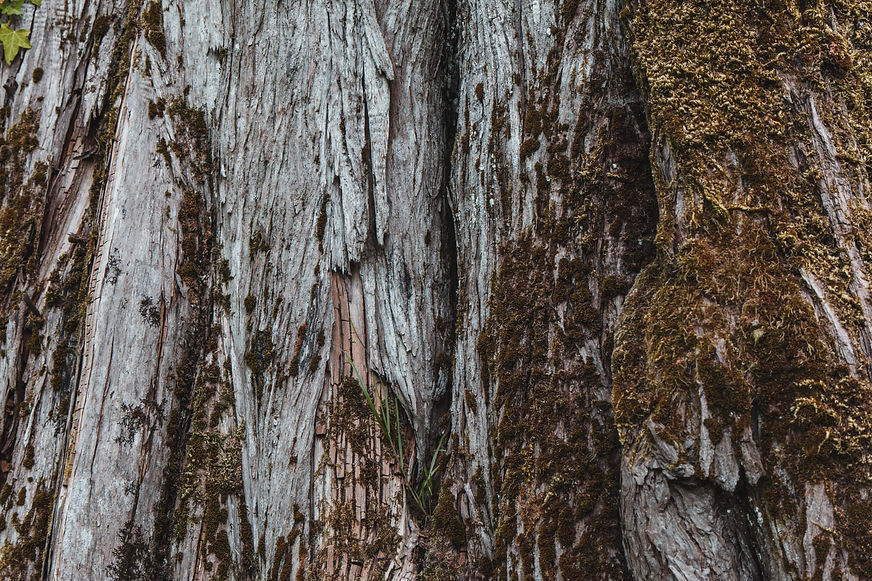 baum-rinde-web.jpg