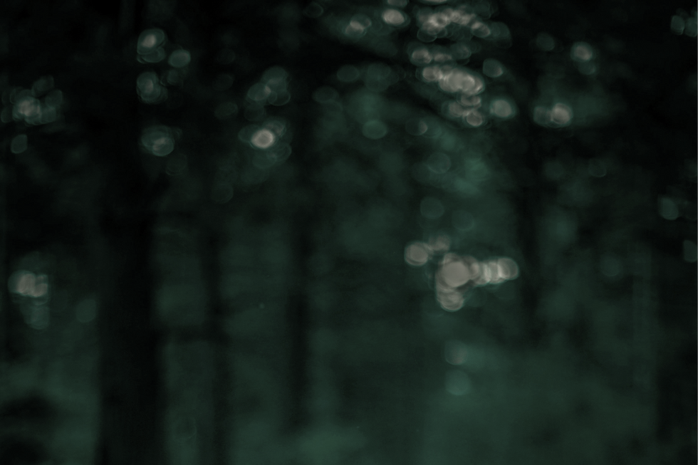 Blurry Forest_edited.png