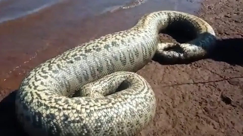 Pescadores paranaenses encontram sucuri de 4 metros no Lago de Itaipu
