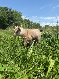 IMG_4966.jpeg