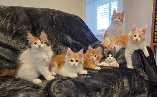 Dreamcoons Litter born 09/09/2025